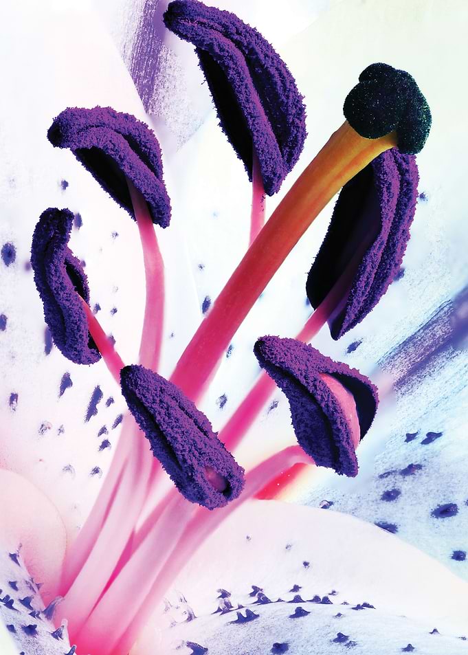 Macro of Lily - Anthers and Stigma