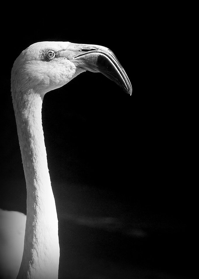 flamingo