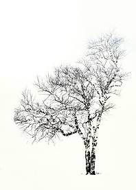 Snow...and the Tree