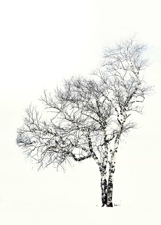 Snow...and the Tree