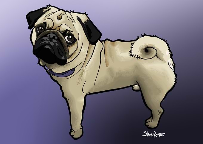 Standing Pug