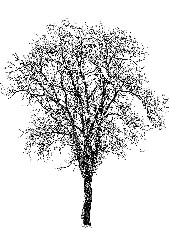 Snow...and a Tree