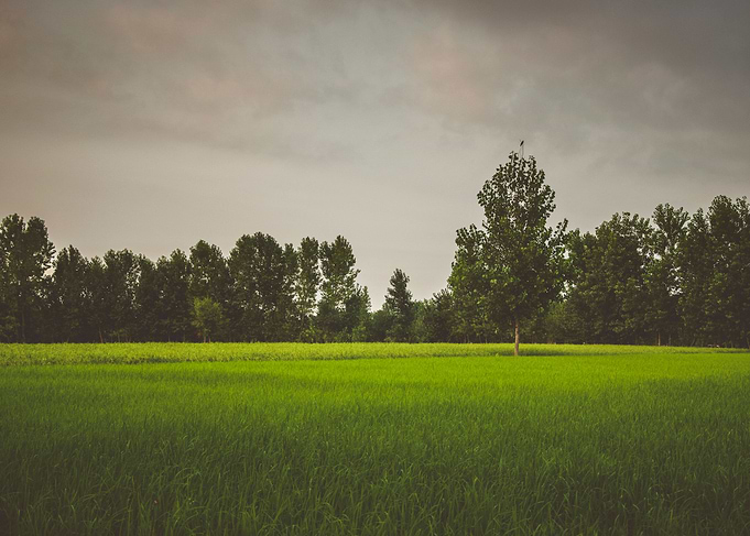Rice Field #1