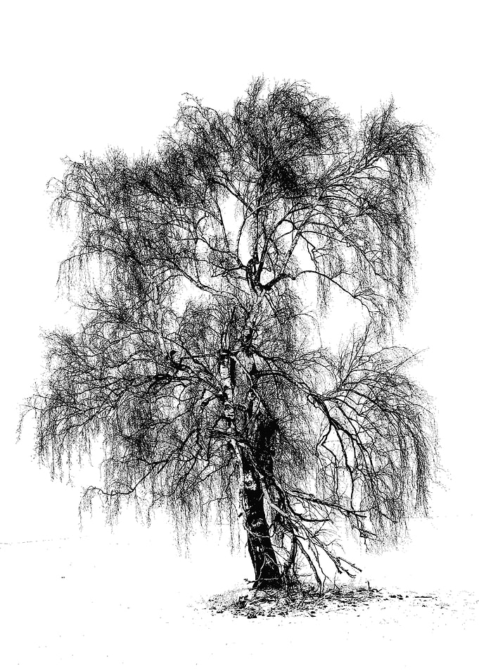 Tree in the Snow