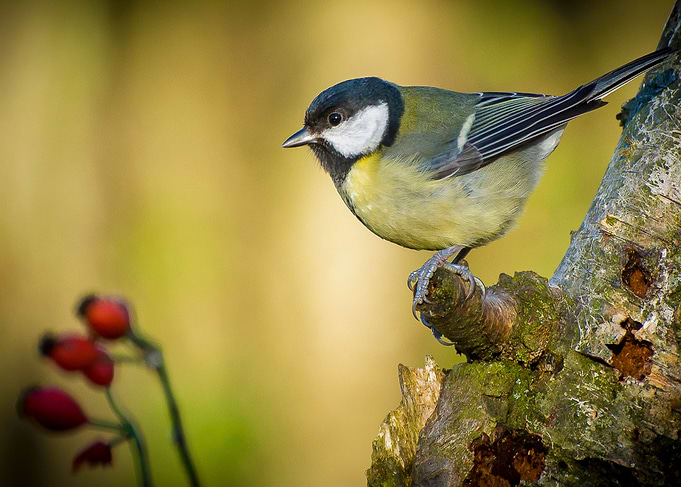 Great Tit ( Parus major)