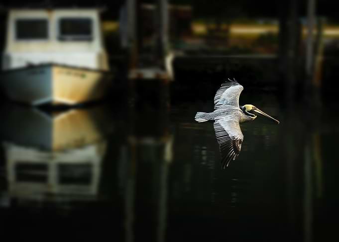Flying pelican