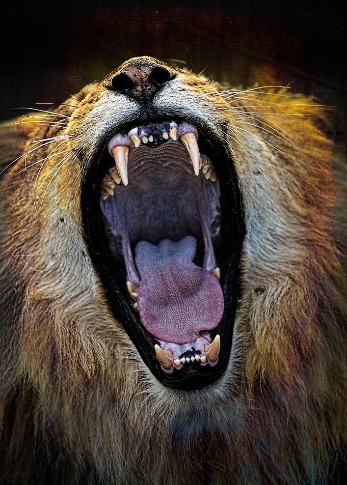 A Royal Yawn