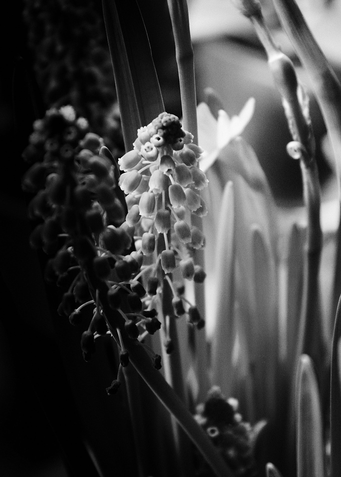 HYACINTHS AND DAFFODIL