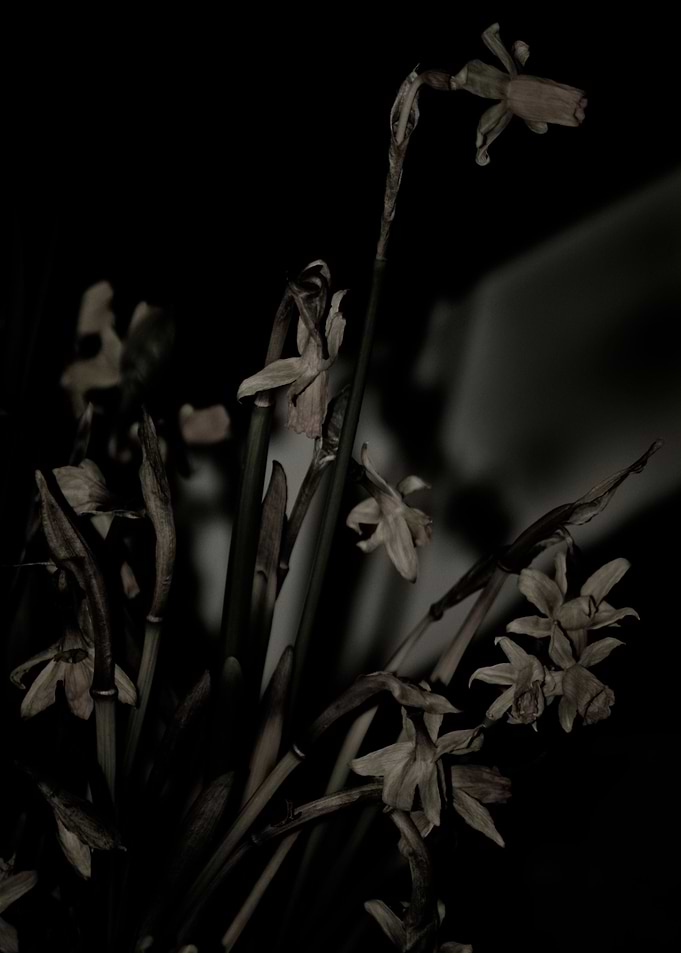 DYING DAFFS