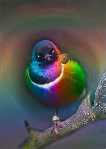 Colourful bird
