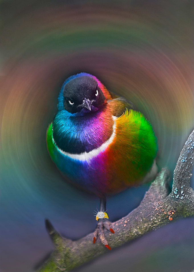 Colourful bird