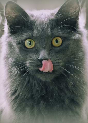 Cute cat