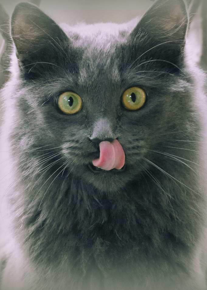 Cute cat