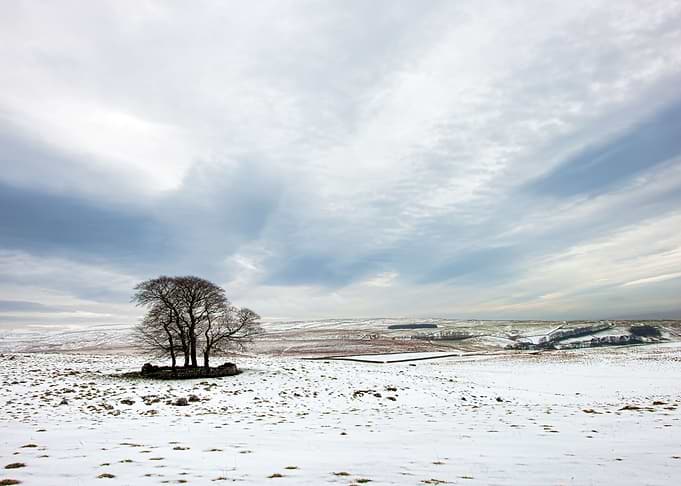 winter tree