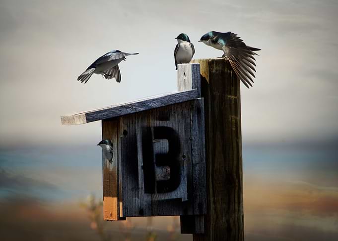 Tree Swallows