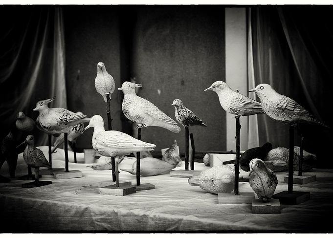 Birds