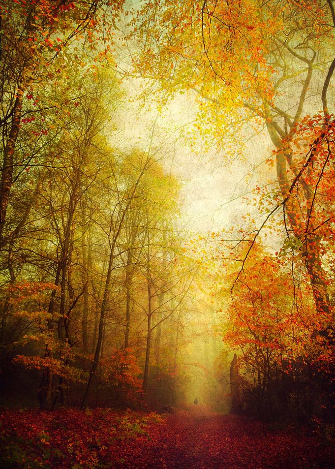 Colorful forest in fall