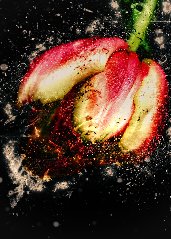 a Tulip