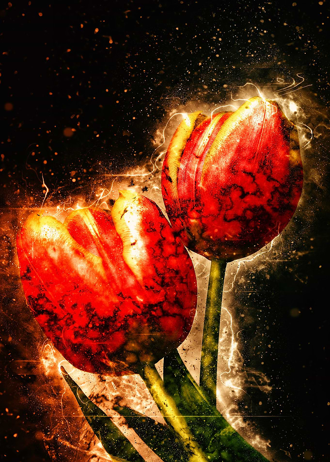 two tulips