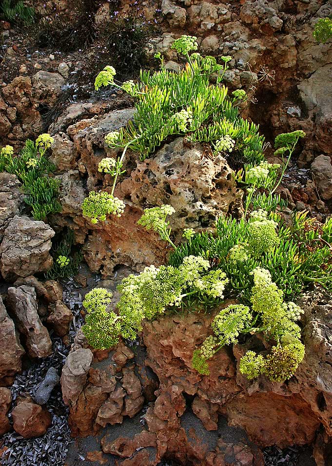Beach Herbs