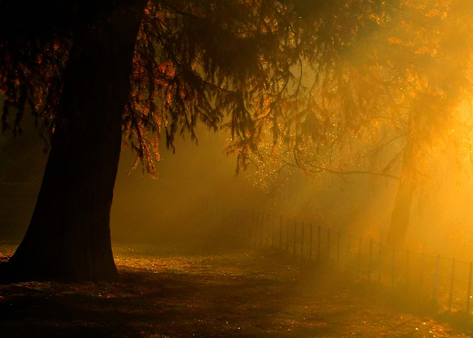 the golden light