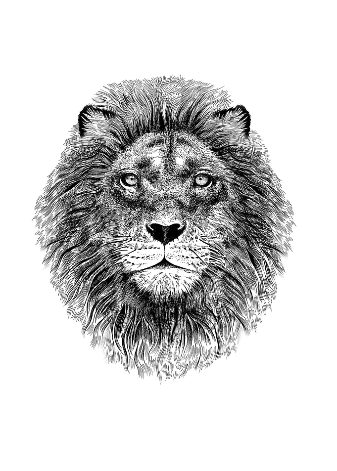Portrait of a Lion