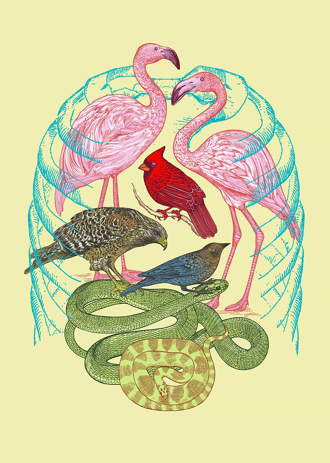 Wild Anatomy II