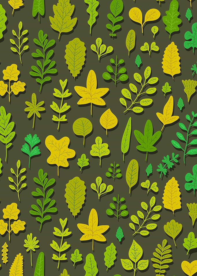 Leaves