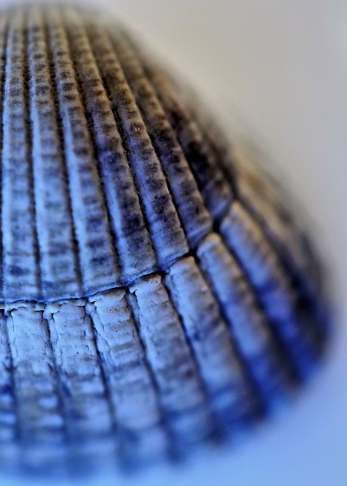 Seaside Memories - seashell