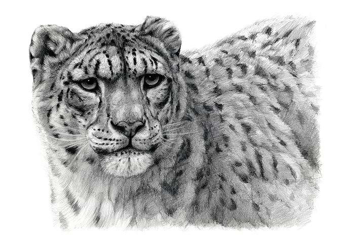 Snow Leopard portrait G10-003