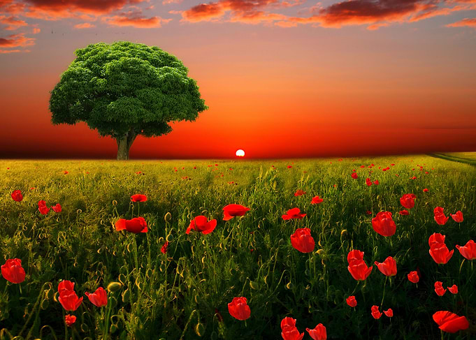 the meadow