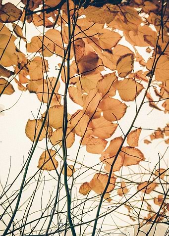 Autumn Leaves