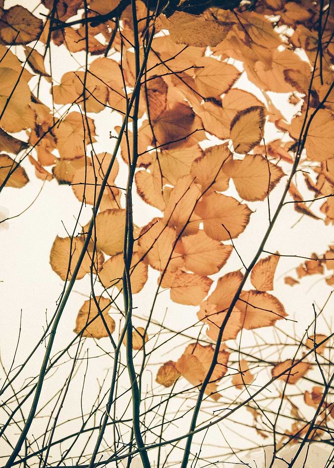 Autumn Leaves