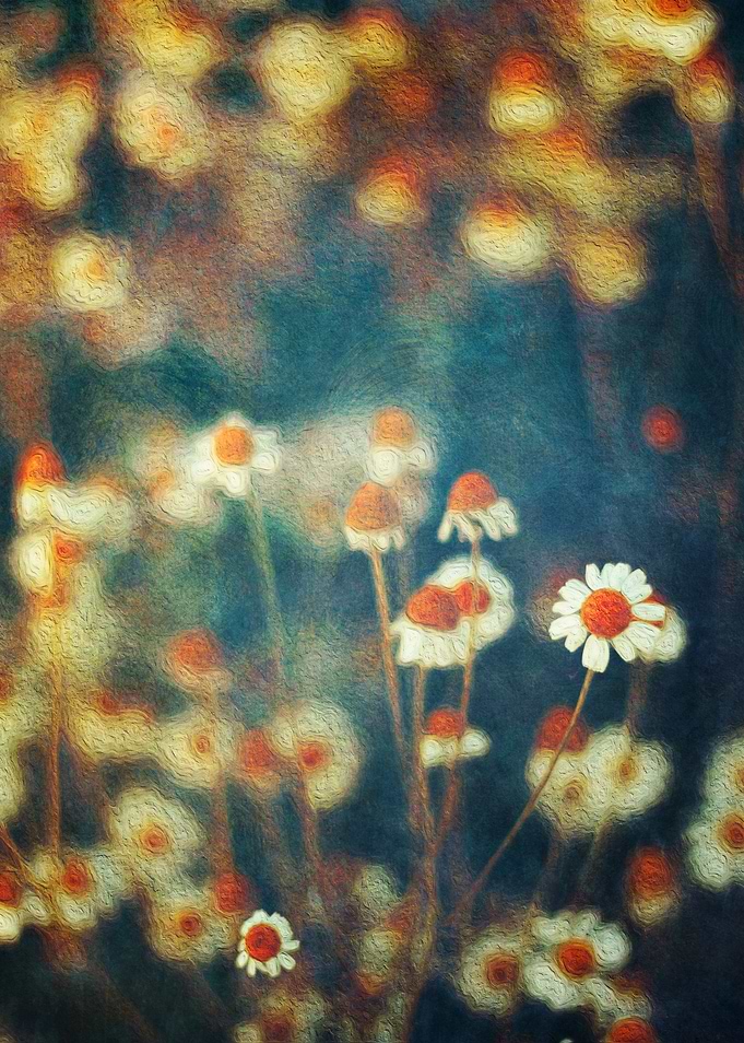 Painterly Camomille flowers a the fringe of a field - t ...