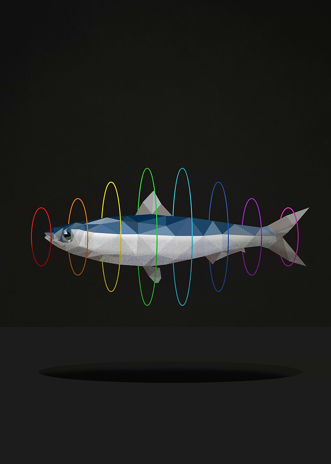 flying sardine