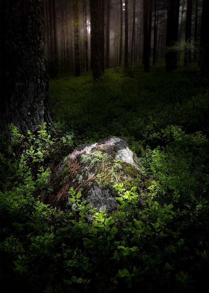 Son of the forest
