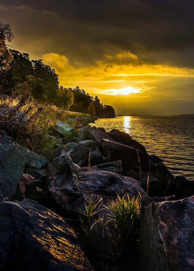 Morning gold 2
