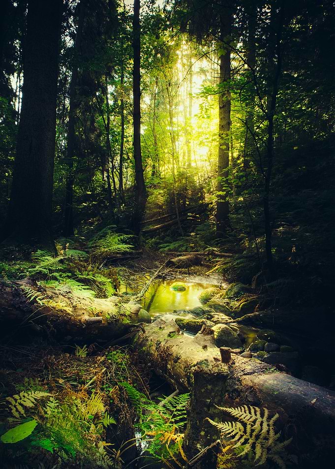 Down the dark ravine