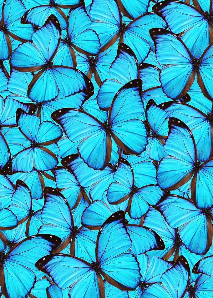Blue Butterflies