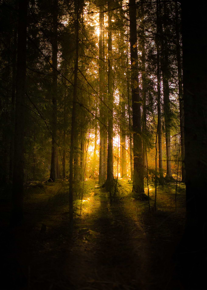 Burning woods