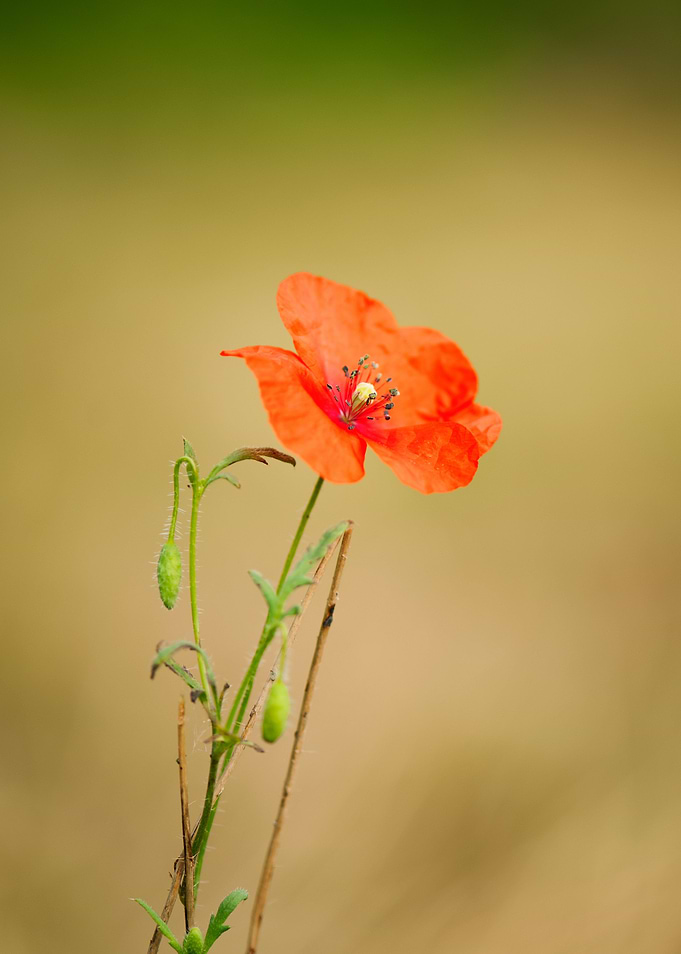 Poppy