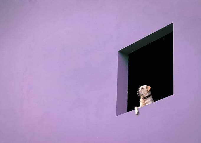 captivity (lilac)