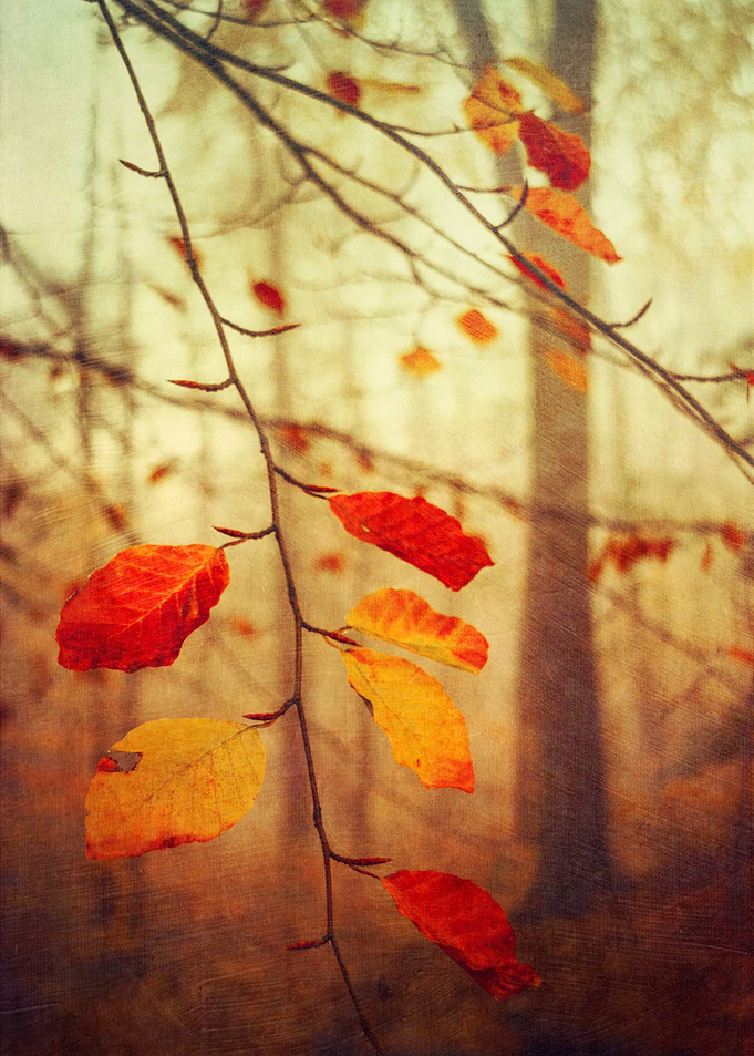 Last remaining colourful leaves on a tree in late autum ...