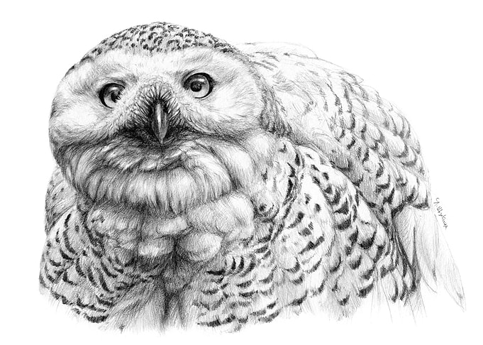Snowy Owl G2009-032