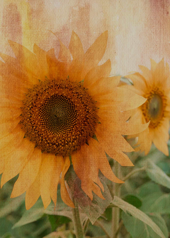 Sunflowers