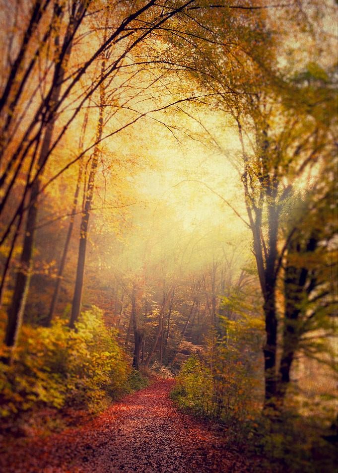 Forest hike on a hazy fall morning with the sun breakin ...