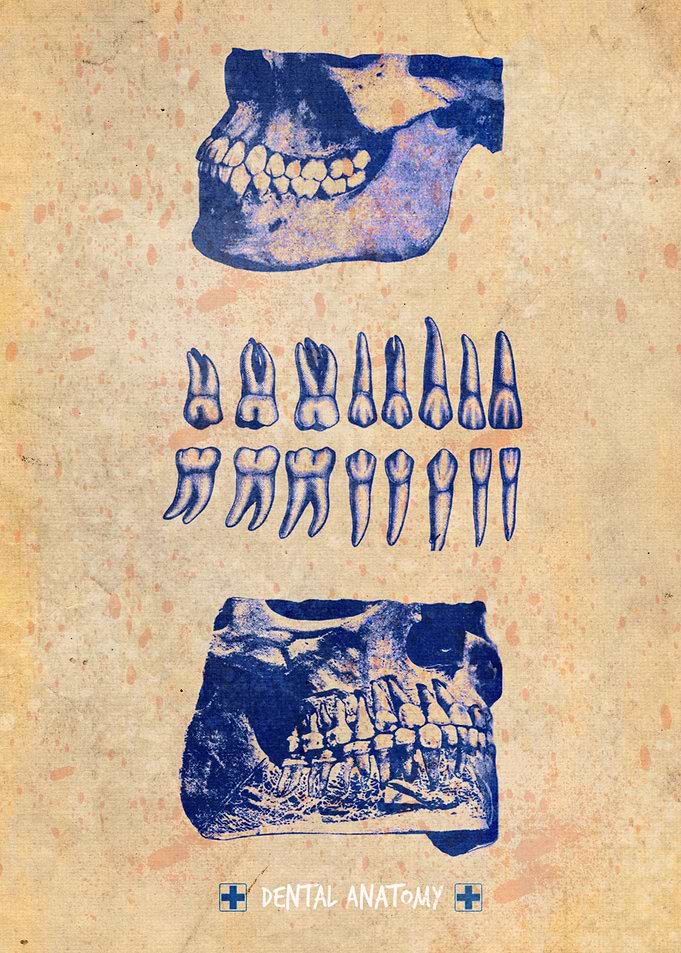 dental anatomy