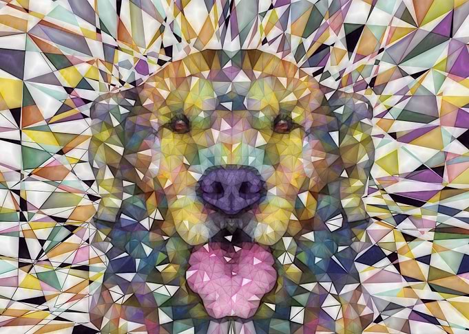 Rainbow Dog