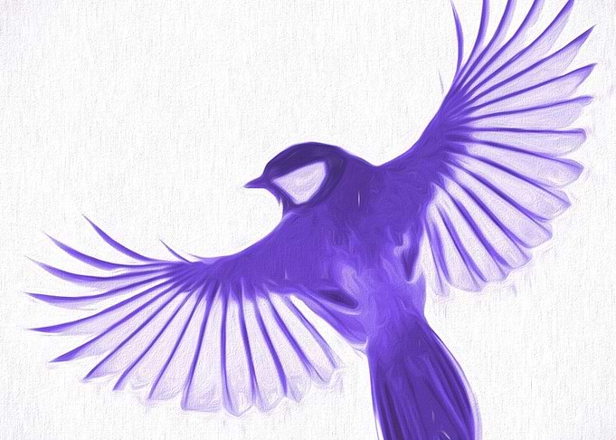 Bird flying