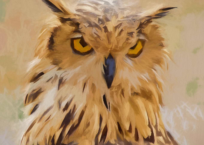 Owl